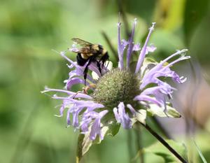 Rusty-patched bumblebee