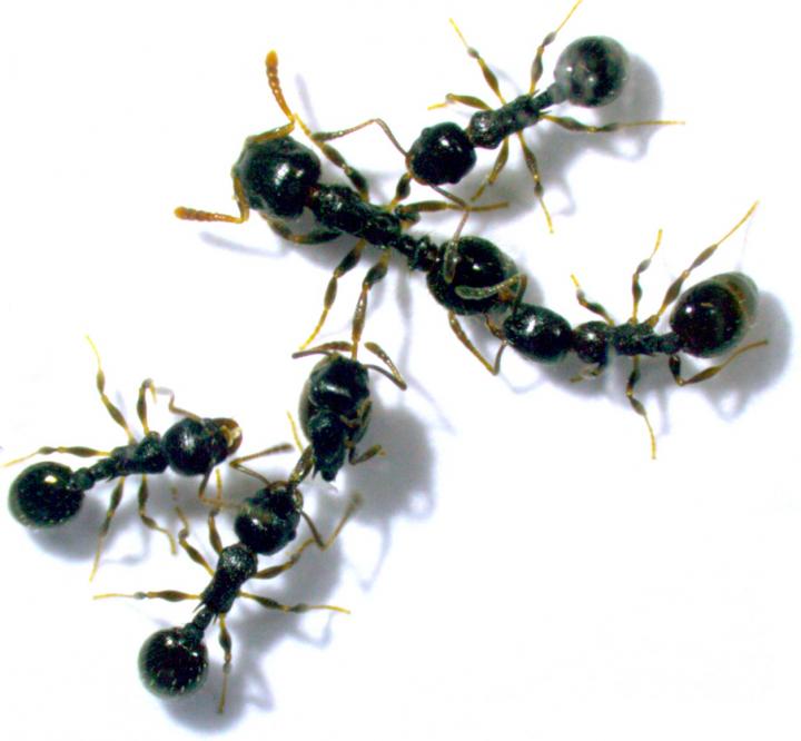 T. longispinosus T. americ [IMAGE] | EurekAlert! Science News Releases