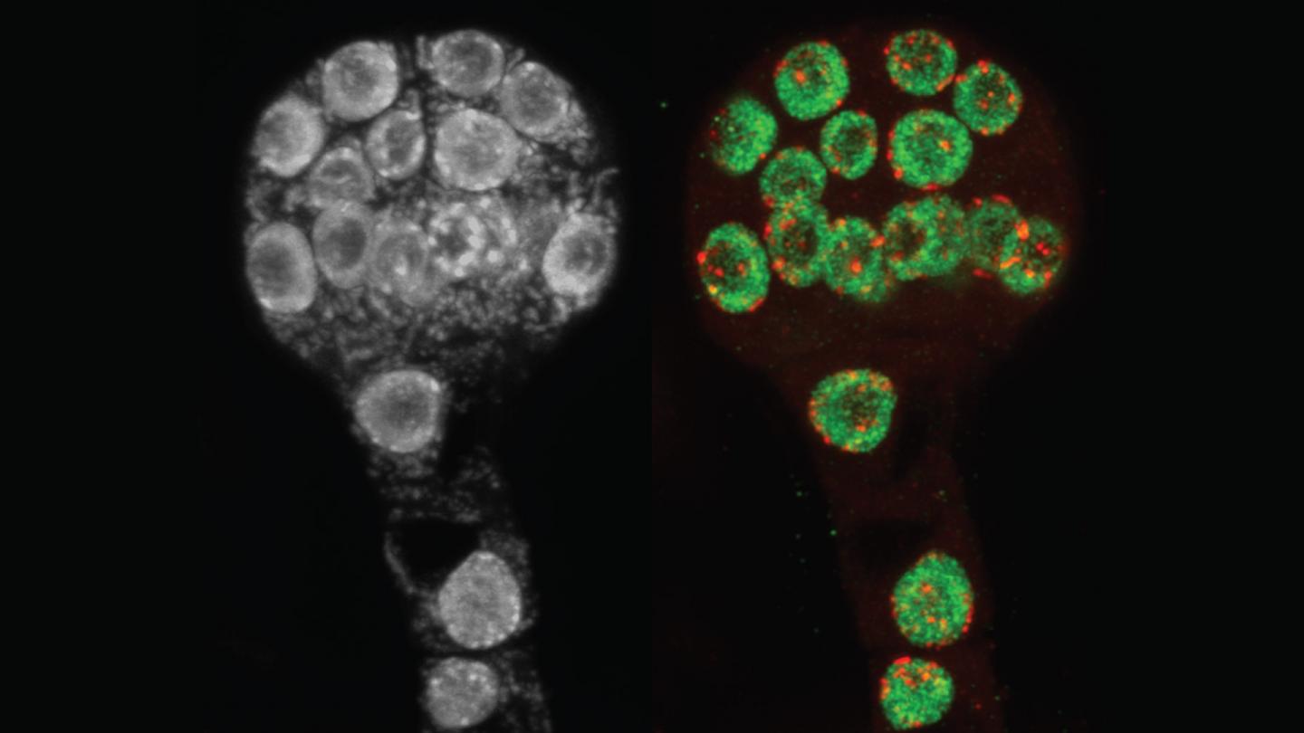 Early embryo of an Arabidopsis thaliana plant