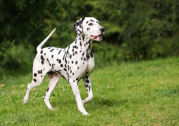 Dalmation dog