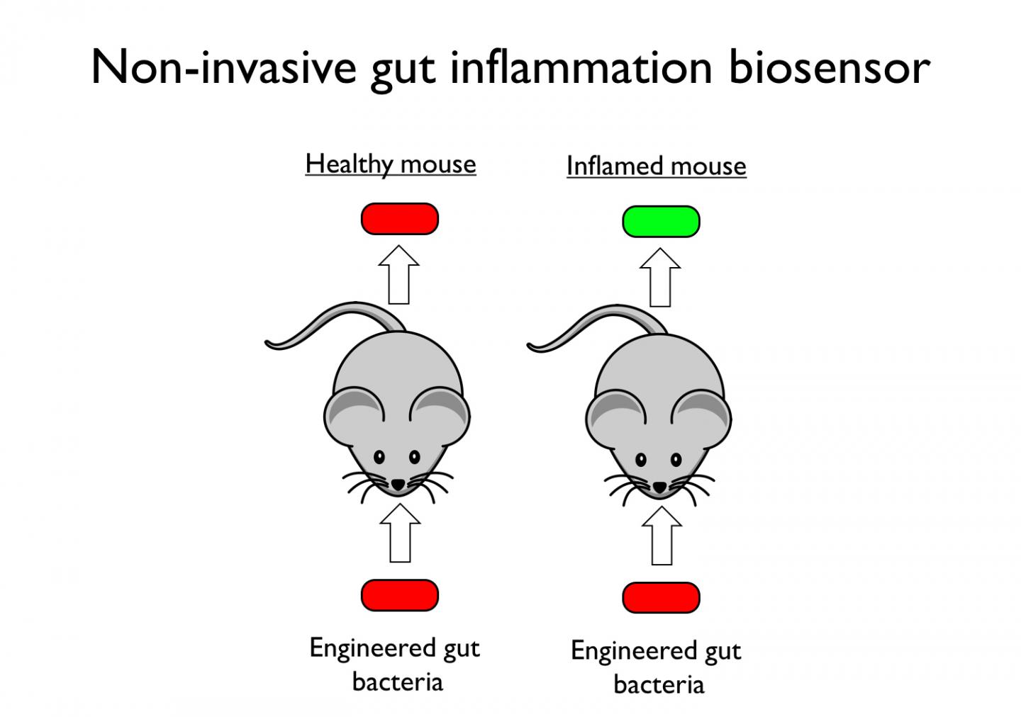 Sensing Colitis in Mice