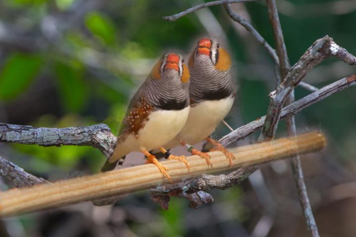 A pair of zebra finches sitting on a branch