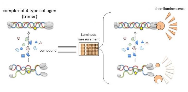 アルポート症候群の原因タンパク質を標的とした治療薬探索