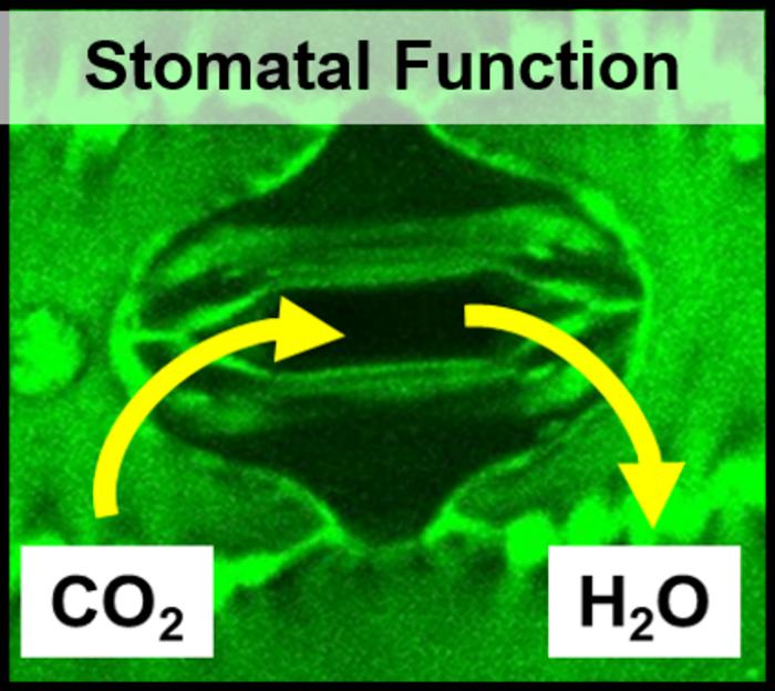 Illustration of C4 grass stomata for studies on improved Water Use Efficiency in bioenergy crops