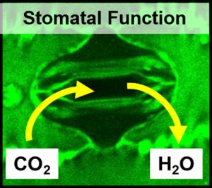 Illustration of C4 grass stomata for studies on improved Water Use Efficiency in bioenergy crops