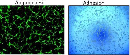 Fat Cells