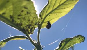 A ladybird eating a rosy apple aphid