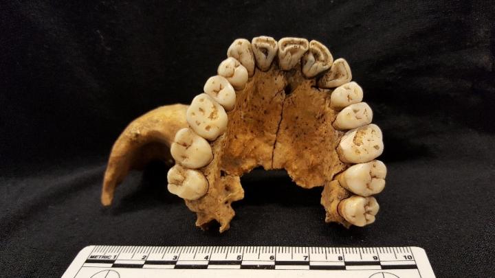 Nordic Bronze Age Attracted Wide Variety of Migrants to Denmark (2 of 2)