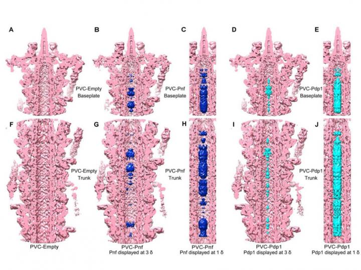 Figure 1. Pnf and Pdp1 effectors are loaded in the PVC lumen.