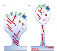 Synapses Diagram