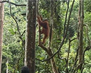 Upright Walking May Have Begun in the Trees