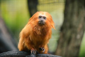 Golden lion tamarins