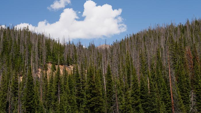 Colorado State Forest beetle-killed trees