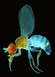 Bluish Fly with Red Head on Dark Background
