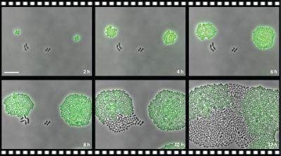 Experiment with Antbiotic Resistant (Green) and Susceptible (Black) Bacteria