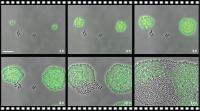 Experiment with Antbiotic Resistant (Green) and Susceptible (Black) Bacteria