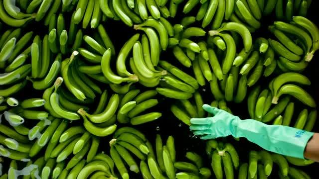 How Is Climate Change Affecting Banana Production?