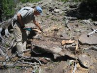 Sampling Wood in Chuska Mountains