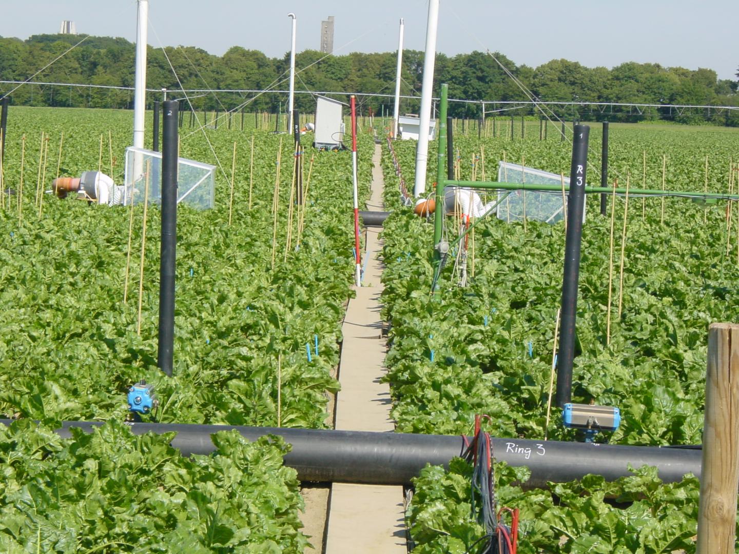 Field Experiment at Th&uuml;nen Institut