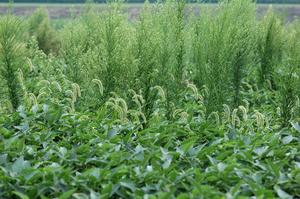Weedy soybean field
