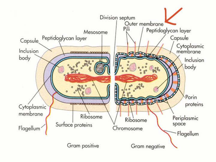 Structural Comparison of Gram-negative and Gram-positive Bacteria