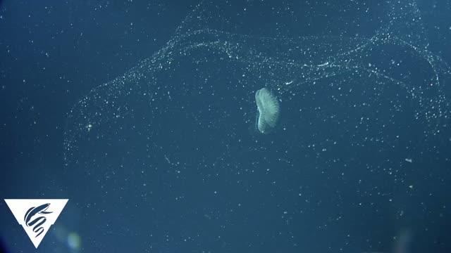 Giant Larvaceans Transfer Ocean Pollution by Ingesting Plastic Waste (1 of 3)