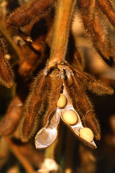 Dry Soybean Pod