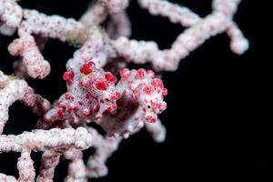 Pygmy Seahorse (Hippocampus bargibanti)