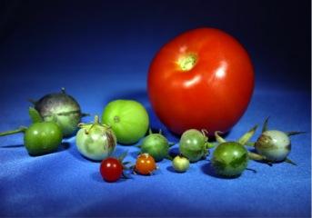 Tomatoes