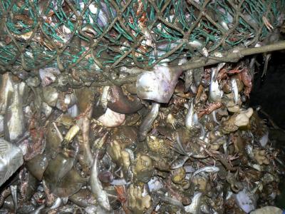 Prawn Trawl Bycatch