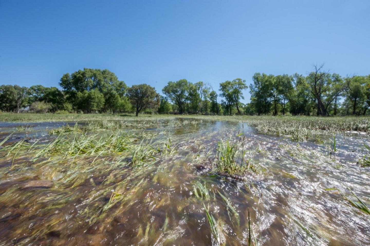 Wetland