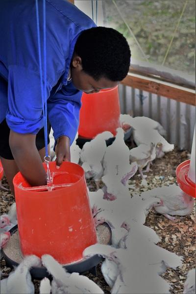A 23-Year-Old Rwanda Woman Tends Her Flock