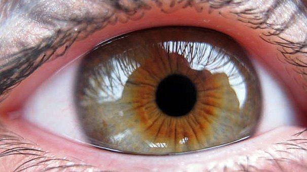 Dartmouth Visual Cortex Study