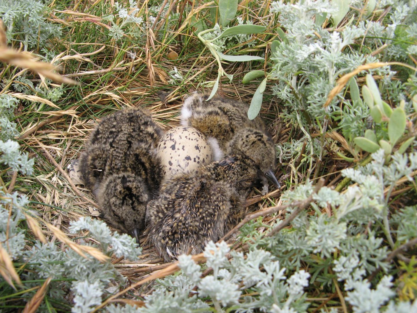 Oystercatcher Chicks
