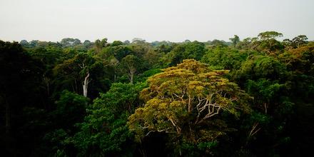 Amazon Rainforest Canopy