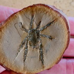 Fossilized Douglassarachne acanthopoda