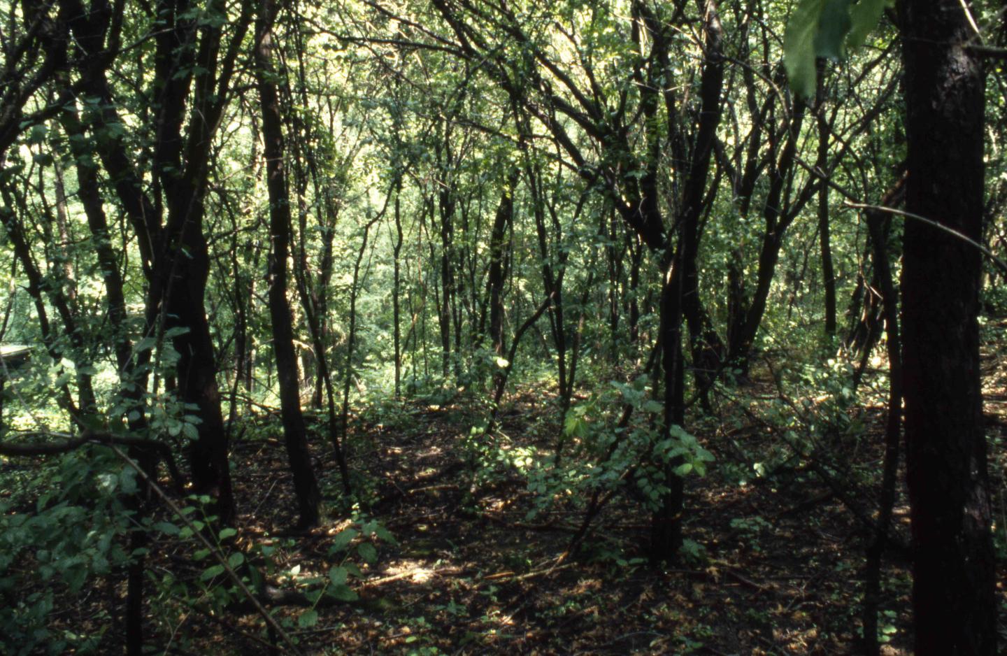 Woods 1993