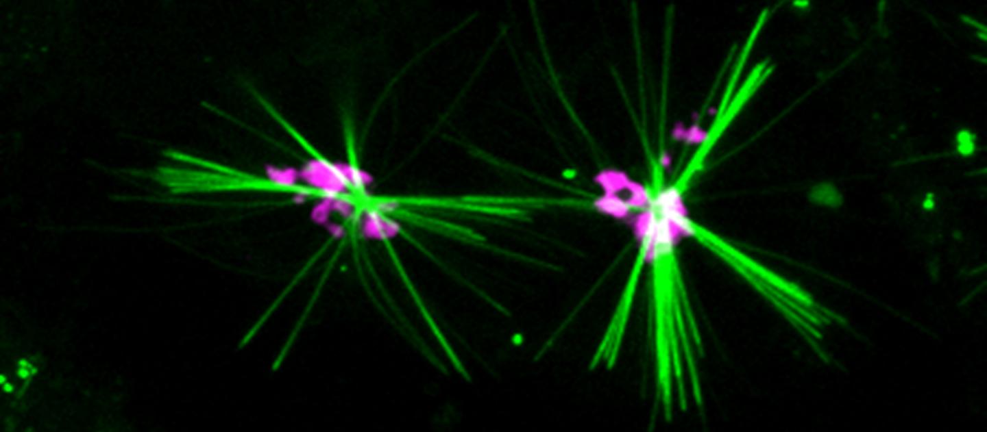 Tracking proteins in the heart of cells