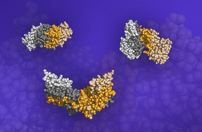 Can Proteins Bind Based Only on Their Shapes?