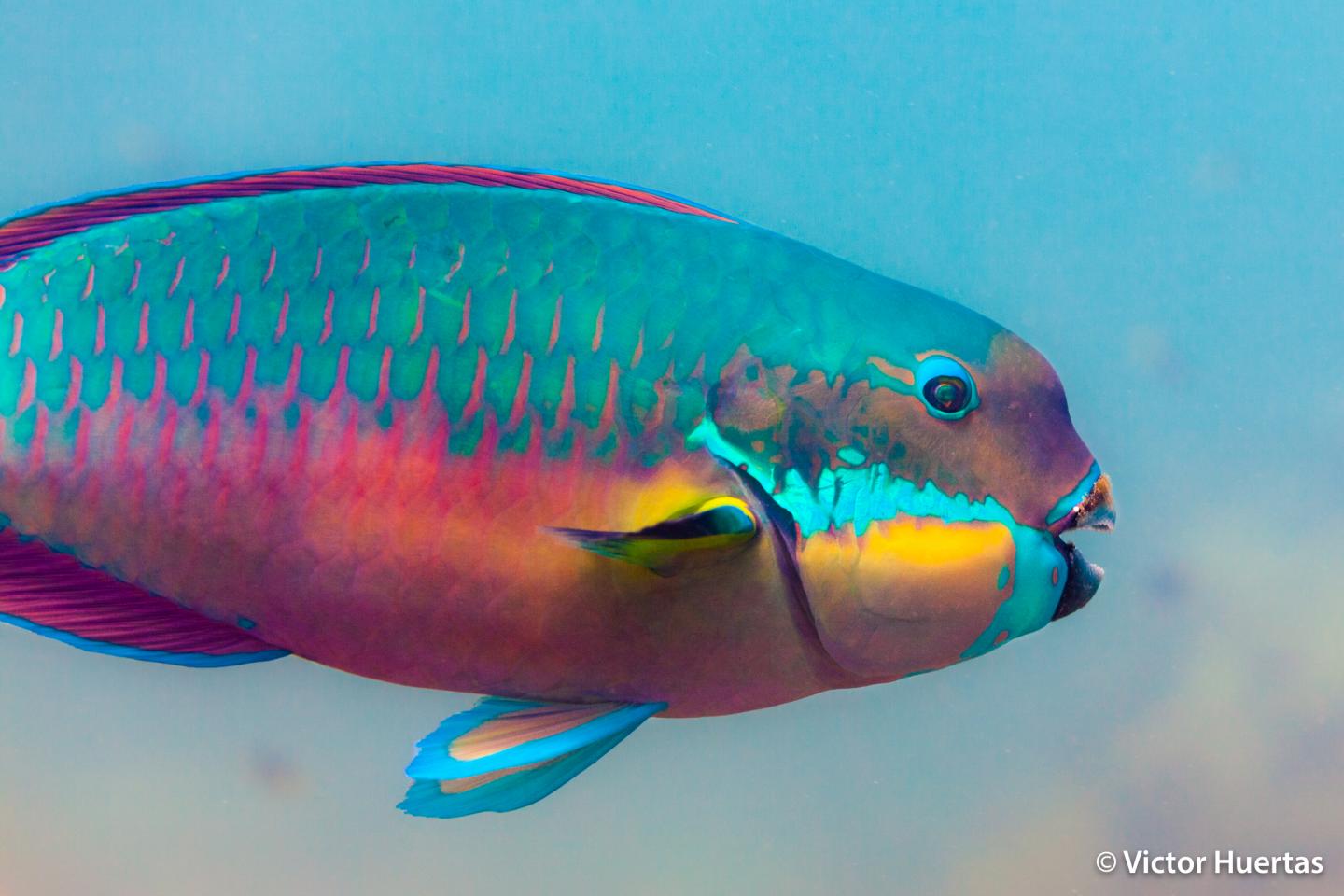 Big Vegetarians of the Reef Drive Fish Evolution