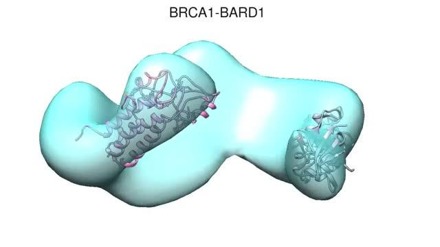 Structural analysis of BRCA1 reveals modification hot spot (2 of 3)