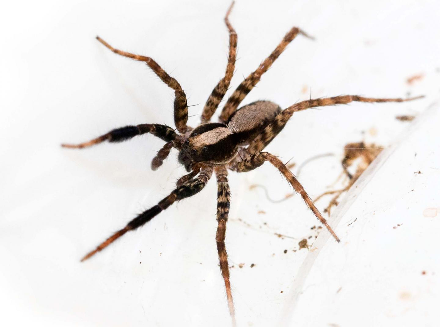 Wolf Spider Identification, Habits & Behavior