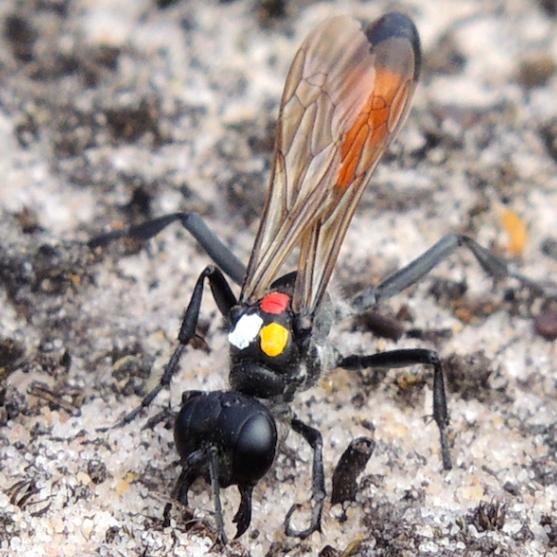 Female Digger Wasp (Ammophila Pubescens)