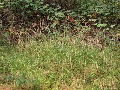 Close-Up Look at False Brome