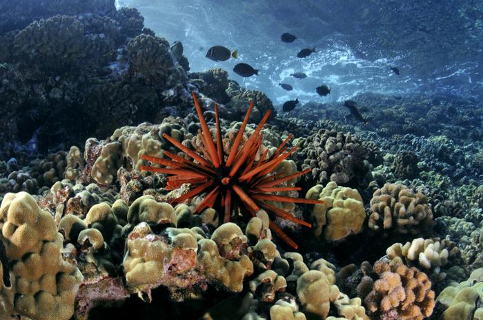 Hawaiian coral reef