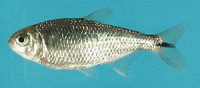 The Surface-Dwelling Fish <i>Astyanas mexicanus</i>