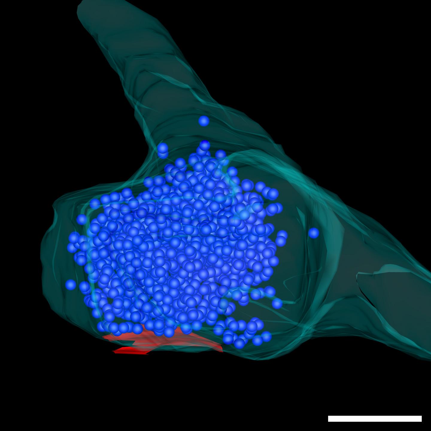 Synaptic Vesicles