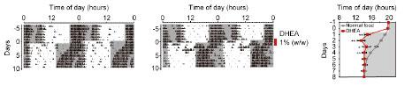 Graphs Showing the Activity Rhythms of Mice during the Day/Night Cycle