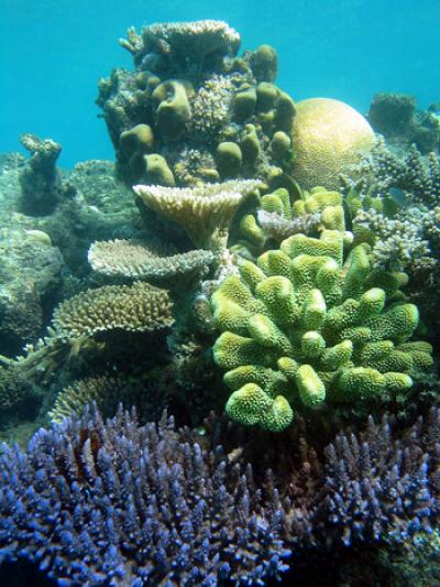 Coral Reef Cnidarians