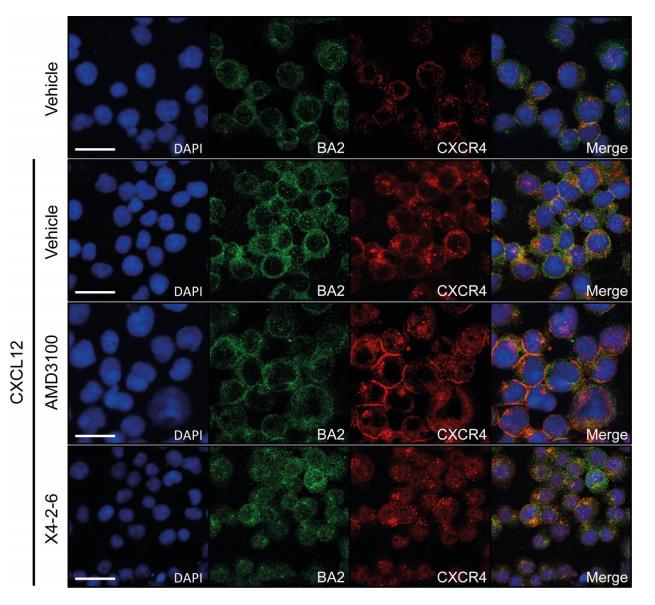 Biased Signaling as a Weapon Against Drug Tolerance